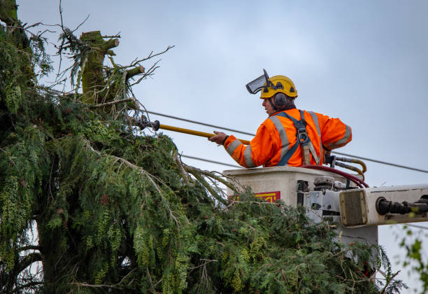 Best Tree Disease Treatment  in England, AR