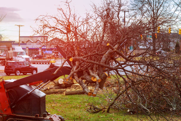 Best Tree Trimming and Pruning  in England, AR