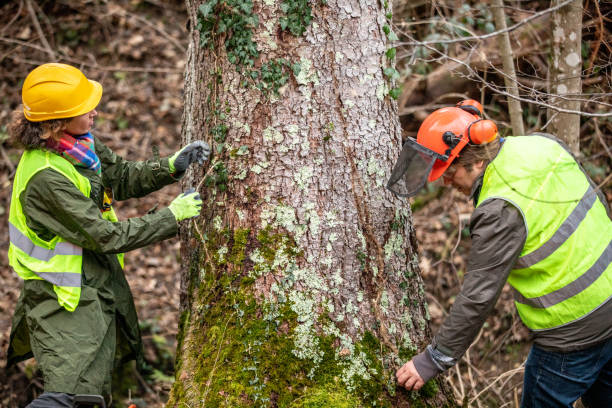 Best Emergency Tree Removal  in England, AR