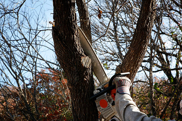 Best Seasonal Cleanup (Spring/Fall)  in England, AR