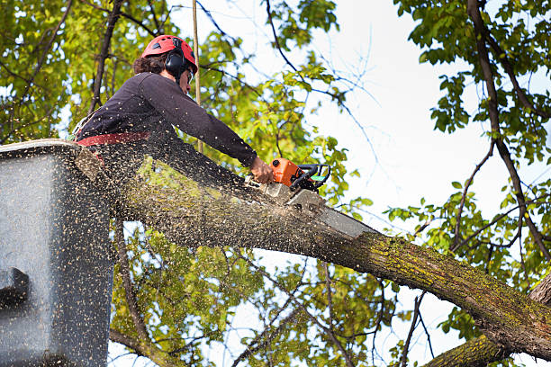 Best Tree and Shrub Care  in England, AR