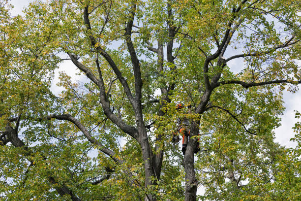 Best Tree Removal  in England, AR